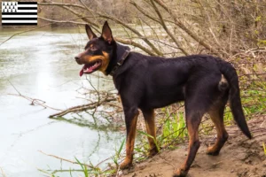 Lire la suite à propos de l’article Éleveurs de kelpies australiens et chiots en Bretagne