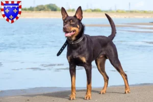 Lire la suite à propos de l’article Éleveurs de Kelpies australiens et chiots en Centre-Val de Loire