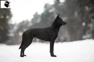 Lire la suite à propos de l’article Éleveurs de kelpies australiens et chiots en Corse