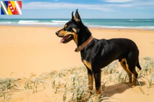 Lire la suite à propos de l’article Éleveurs de Kelpies australiens et chiots en Grand Est