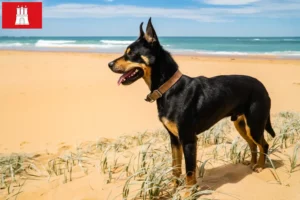 Lire la suite à propos de l’article Éleveurs de kelpies australiens et chiots à Hambourg