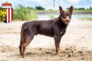 Lire la suite à propos de l’article Éleveurs de kelpies australiens et chiots en Haute-Autriche