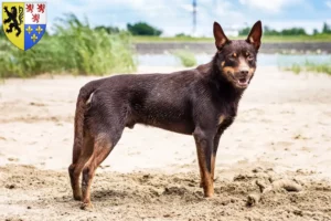 Lire la suite à propos de l’article Éleveurs de Kelpies australiens et chiots en Hauts-de-France