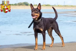 Lire la suite à propos de l’article Éleveurs de kelpies australiens et chiots en Carinthie