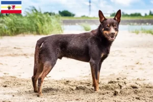 Lire la suite à propos de l’article Éleveurs de Kelpies australiens et chiots dans le Mecklembourg-Poméranie occidentale