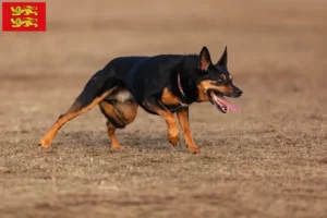 Lire la suite à propos de l’article Éleveurs de Kelpies australiens et chiots en Normandie