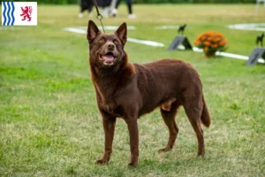 Lire la suite à propos de l’article Éleveurs de Kelpies australiens et chiots en Nouvelle-Aquitaine