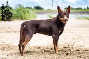 Lire la suite à propos de l’article Éleveurs de kelpies australiens et chiots en Nouvelle-Calédonie