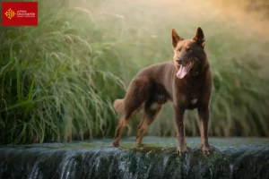 Lire la suite à propos de l’article Éleveurs de Kelpies australiens et chiots en Occitanie