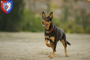 Lire la suite à propos de l’article Éleveurs de Kelpies australiens et chiots en Pays de la Loire