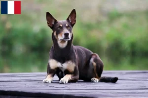 Lire la suite à propos de l’article Éleveurs de kelpies australiens et chiots à la Réunion