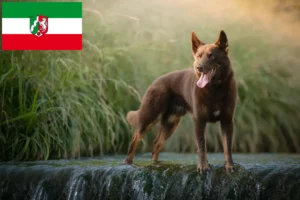 Lire la suite à propos de l’article Éleveurs de Kelpies australiens et chiots en Rhénanie du Nord-Westphalie