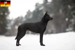 Lire la suite à propos de l’article Éleveurs de Kelpies australiens et chiots en Sarre