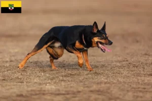 Lire la suite à propos de l’article Éleveurs de Kelpies australiens et chiots en Saxe-Anhalt