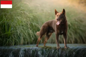 Lire la suite à propos de l’article Éleveurs de Kelpies australiens et chiots à Vienne