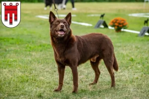 Lire la suite à propos de l’article Éleveurs de Kelpies australiens et chiots dans le Vorarlberg