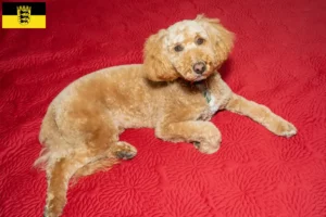 Lire la suite à propos de l’article Éleveurs de Labradoodle australien et chiots en Baden-Württemberg