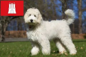 Lire la suite à propos de l’article Éleveurs de Labradoodle australien et chiots à Hambourg