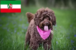 Lire la suite à propos de l’article Éleveurs de Labradoodle australien et chiots en Rhénanie-du-Nord-Westphalie