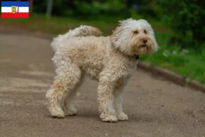 Lire la suite à propos de l’article Éleveurs de Labradoodle australien et chiots dans le Schleswig-Holstein