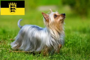 Lire la suite à propos de l’article Éleveurs de Silky Terriers australiens et chiots dans le Bade-Wurtemberg