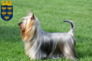 Lire la suite à propos de l’article Éleveurs de Silky Terriers australiens et chiots en Basse-Autriche