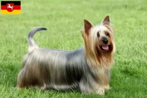 Lire la suite à propos de l’article Éleveurs de Silky Terriers australiens et chiots en Basse-Saxe