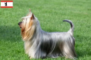 Lire la suite à propos de l’article Éleveurs de Silky Terriers australiens et chiots à Berlin