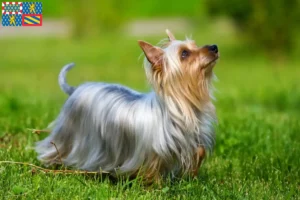 Lire la suite à propos de l’article Éleveurs de Silky Terriers australiens et chiots en Bourgogne-Franche-Comté