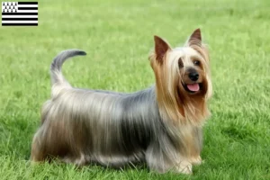 Lire la suite à propos de l’article Éleveurs de silky terriers australiens et chiots en Bretagne