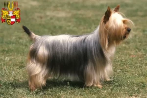 Lire la suite à propos de l’article Éleveurs de Silky Terriers australiens et chiots en Carinthie