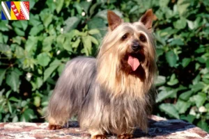 Lire la suite à propos de l’article Éleveurs de Silky Terriers australiens et chiots en Grand Est