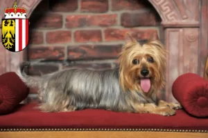 Lire la suite à propos de l’article Éleveurs de Silky Terriers australiens et chiots en Haute-Autriche