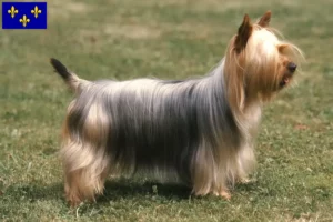 Lire la suite à propos de l’article Éleveurs de Silky Terriers australiens et chiots en Île-de-France