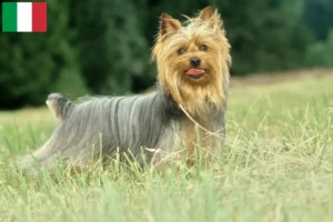 Lire la suite à propos de l’article Éleveurs de Silky Terriers australiens et chiots en Italie