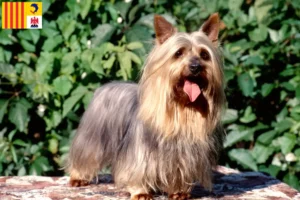 Lire la suite à propos de l’article Éleveurs de Silky Terriers australiens et chiots en Provence-Alpes-Côte d’Azur