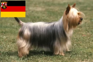 Lire la suite à propos de l’article Australian Silky Terrier éleveurs et chiots en Rhénanie-Palatinat