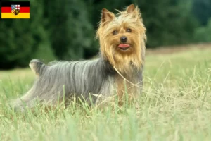 Lire la suite à propos de l’article Éleveurs de Silky Terriers australiens et chiots en Sarre