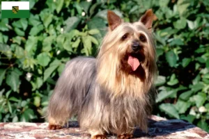 Lire la suite à propos de l’article Australian Silky Terrier éleveurs et chiots en Saxe