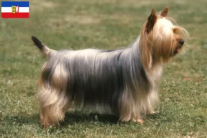 Lire la suite à propos de l’article Éleveurs de Silky Terriers Australiens et Chiots dans le Schleswig-Holstein