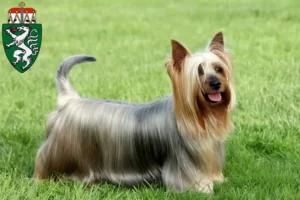 Lire la suite à propos de l’article Éleveurs de Silky Terriers australiens et chiots en Styrie