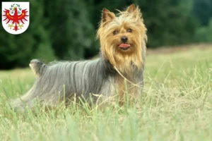 Lire la suite à propos de l’article Éleveurs de Silky Terriers australiens et chiots au Tyrol