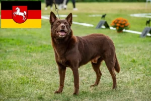 Lire la suite à propos de l’article Éleveurs de Kelpies australiens et chiots en Basse-Saxe