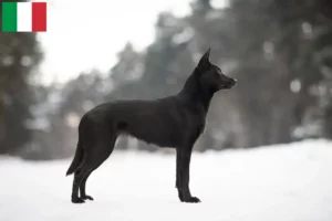 Lire la suite à propos de l’article Éleveurs de Kelpies australiens et chiots en Italie