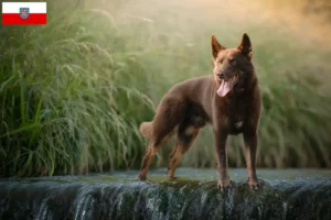 Lire la suite à propos de l’article Éleveurs de Kelpies australiens et chiots en Thuringe