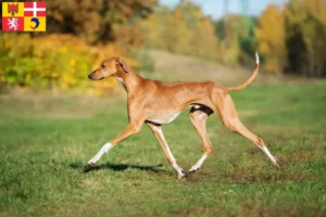 Lire la suite à propos de l’article Éleveurs d’Azawakh et chiots en Auvergne-Rhône-Alpes