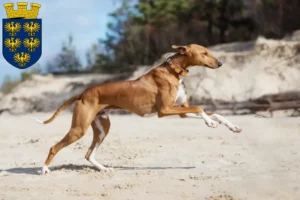 Lire la suite à propos de l’article Éleveurs d’Azawakh et chiots en Basse-Autriche