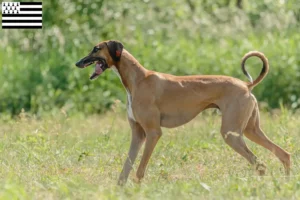 Lire la suite à propos de l’article Éleveurs d’Azawakh et chiots en Bretagne