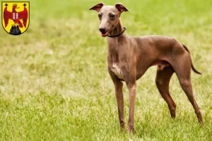 Lire la suite à propos de l’article Éleveurs d’Azawakh et chiots dans le Burgenland