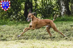 Lire la suite à propos de l’article Éleveurs d’Azawakh et chiots en Centre-Val de Loire